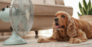 Keeping your pets cool