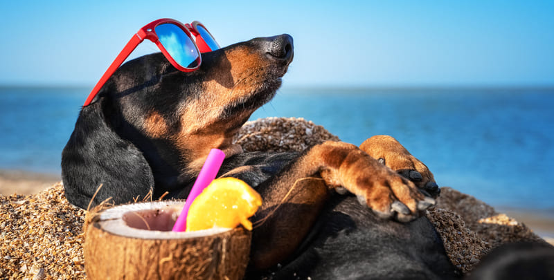 dog lying on its back on a sandy beach, wearing pink rimmed sunglasses and with a coconut drink by its side